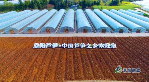 夯實發展根基 繪就城鄉融合新畫卷——全市“三區同建”暨一季度重點項目建設現場推進會走進恩陽區側記